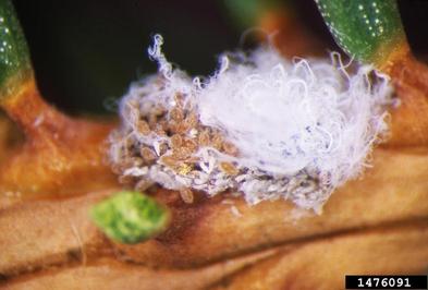 Cooley Spruce Gall Adelgid