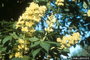 Ohio Buckeye