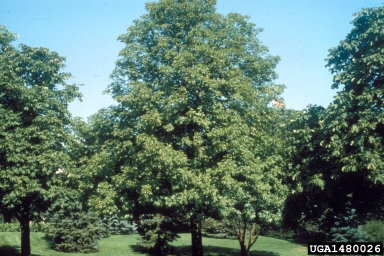 Ohio Buckeye