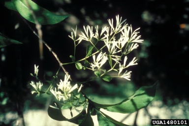 White Fringetree