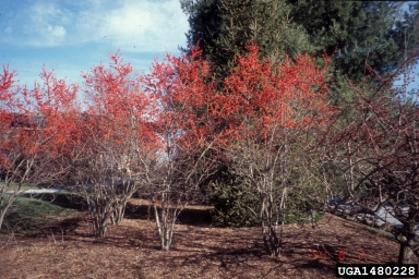 Winterberry Holly