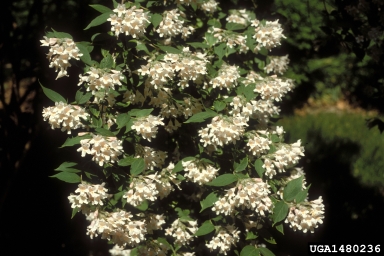Beautybush