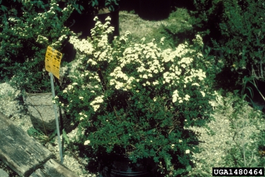 Snowmound Nippon Spirea