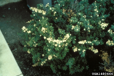 Snowmound Nippon Spirea