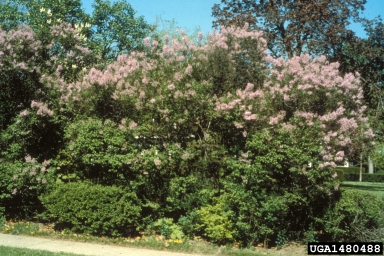 Persian Lilac