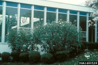 Koreanspice Viburnum