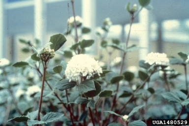 Koreanspice Viburnum