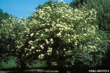 Blackhaw Viburnum