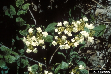 Doublefile Viburnum