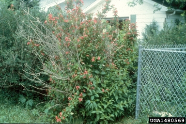Red Prince Weigela