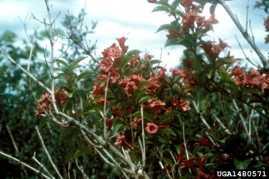 Red Java Weigela