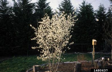 Apple Serviceberry
