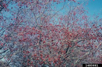 Washington Hawthorn
