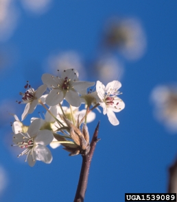 Bradford Callery Pear