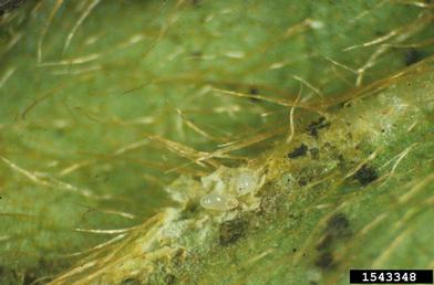 Azalea Lace Bug