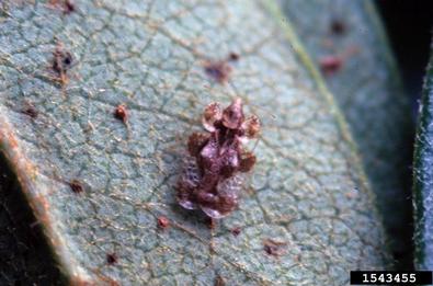 Hawthorn Lace Bug