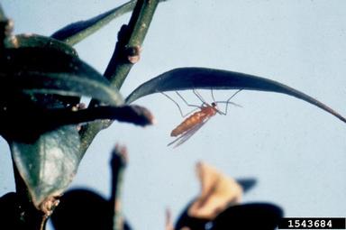 Boxwood Leafminer