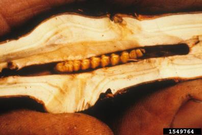 Rhododendron Borer