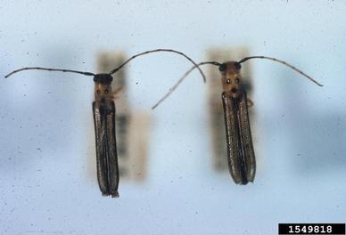 Dogwood Borer