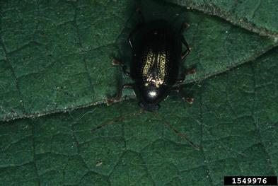 Imported Willow Leaf Beetle