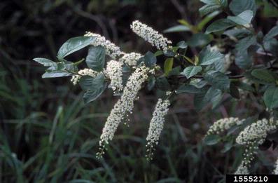 Common Chokecherry