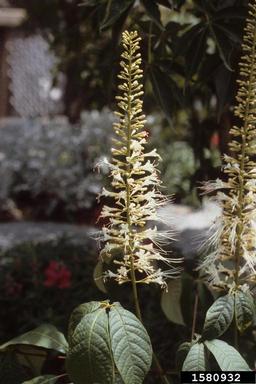 Bottlebrush Buckeye