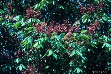 Red Buckeye