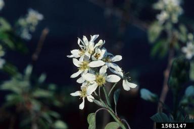 Apple Serviceberry