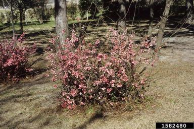 Common Flowering Quince