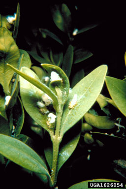 Boxwood Psyllid