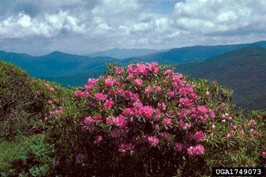Catawba Rhododendron