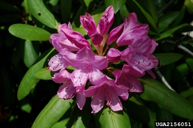 Catawba Rhododendron