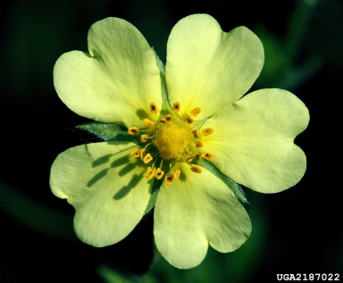 Bush Cinquefoil