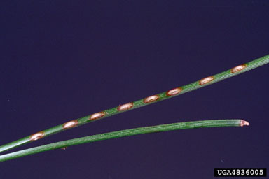 European Pine Sawfly