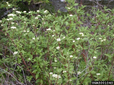 Redosier Dogwood