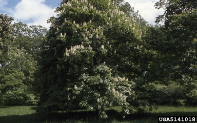 Common Horsechestnut