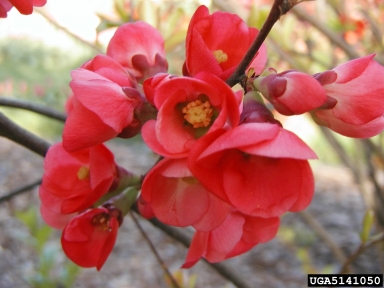 Common Flowering Quince