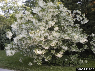 White Fringetree