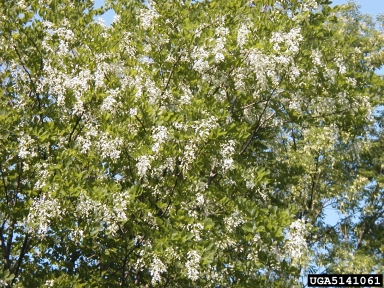 American Yellowwood