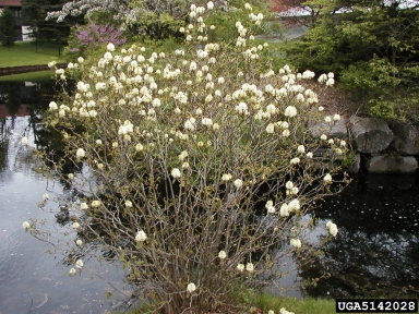 Dwarf Fothergilla