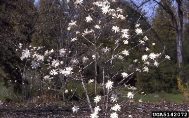 Star Magnolia
