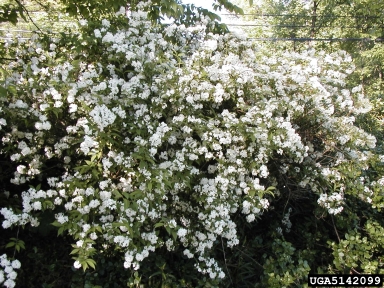 Common Ninebark