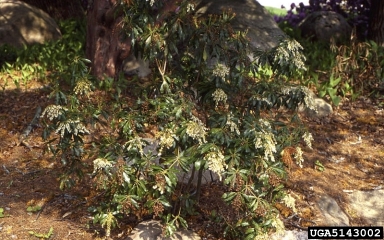 Japanese Pieris