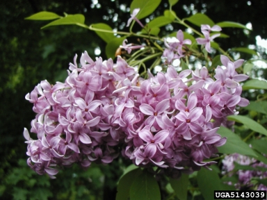 Persian Lilac