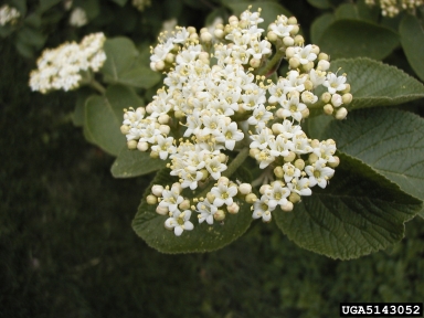 Wayfaringtree Viburnum