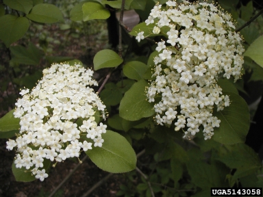 Blackhaw Viburnum