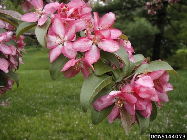 Coral Burst Crabapple