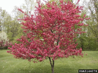 Coral Burst Crabapple