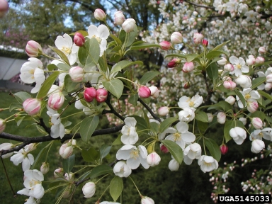 Snowdrift Crabapple