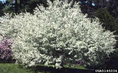 Snowdrift Crabapple